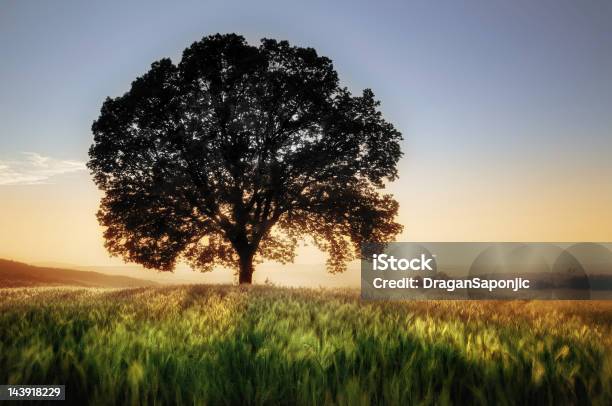 Árbol Y Campo De Trigo Foto de stock y más banco de imágenes de Un solo árbol - Un solo árbol, Archivar documentos, Árbol