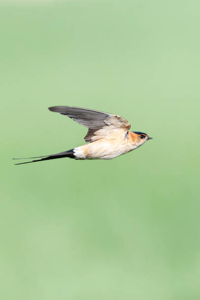 istock Roodstuitzwaluw, Red-rumped Swallow, Cecropis daurica 1439182400