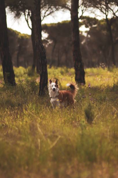 istock Cute brown and white welsh sheepdog in a forest 1439183176