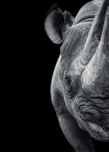 A frontal view of a rhinoceros on black background