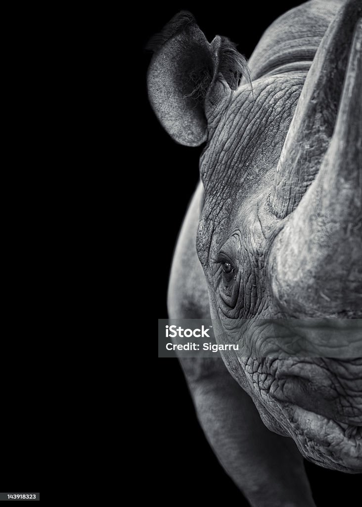 Rhinoceros A frontal view of a rhinoceros on black background Rhinoceros Stock Photo
