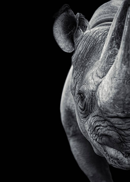 Rhinoceros A frontal view of a rhinoceros on black background rhinoceros stock pictures, royalty-free photos & images