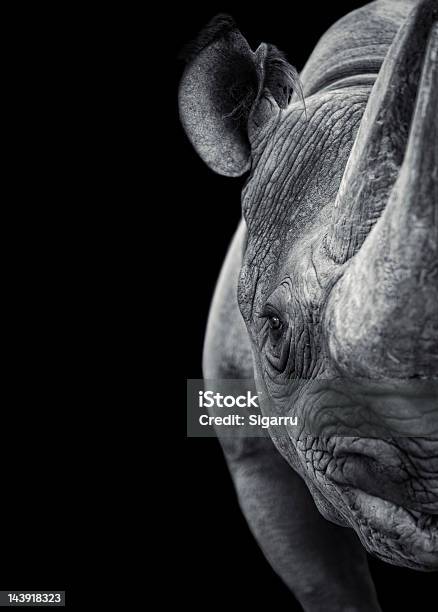 Rhinoceros Stock Photo - Download Image Now - Rhinoceros, Animal Themes, Animal Wildlife