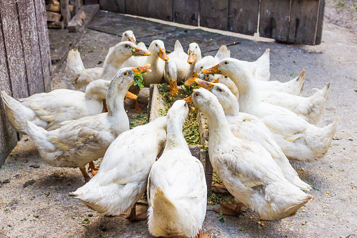 A domestic white ducks (American Pekin) eating on the farmland