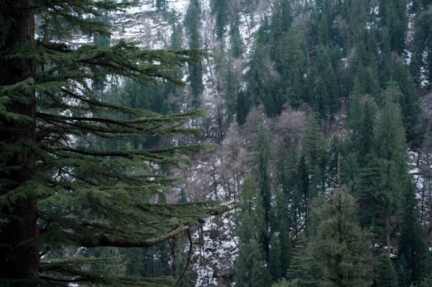istock Beautiful high evergreen pine trees in the forest in winter 1439183372