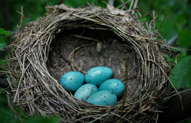 istock Blue eggs in the nest in a natural environment 1439183433
