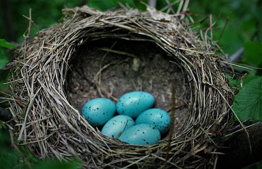 The blue eggs in the nest in a natural environment