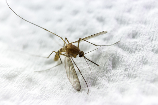 A beautiful close-up photo of a mosquito biting into a white fabric
