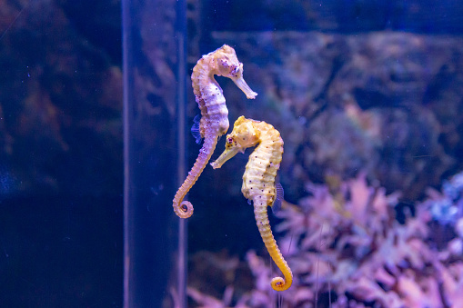 A closeup of Seahorses swimming in the aquarium, against a background of corals