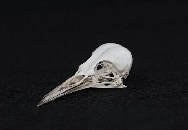 un crâne d’oiseau - bird brain photos et images de collection