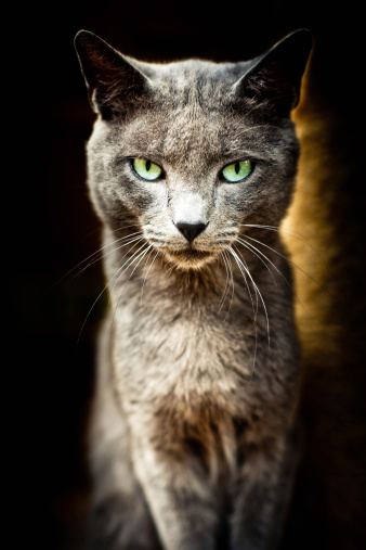 Alley cat with stunning green eyes portrait in an animal shelter in Gran Canaria, Canary Islands. Animal Shelter Cat Portrait Series III, Gran Canaria, Canary Islands, Spain. Personal Editing for Animal Shelter Cat Portrait Series, Masked and Burnt Image.