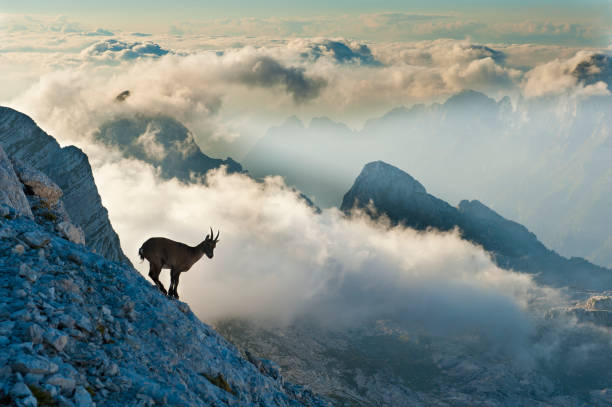 rock chèvre sur le sommet de la montagne - european alps mountain mountain peak rock photos et images de collection