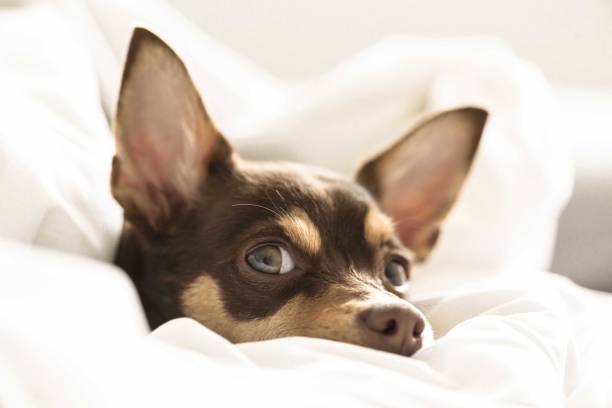 istock Close up selective shot of a dog 1439183990