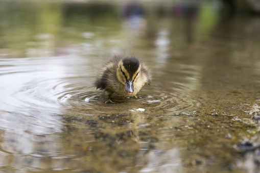 little duckling on the bank of a river