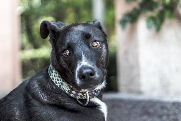 istock Selective focus shot of black labrador retriever dog 1439184077