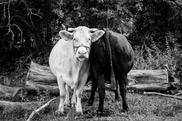 A greyscale shot of two cows facing different directions