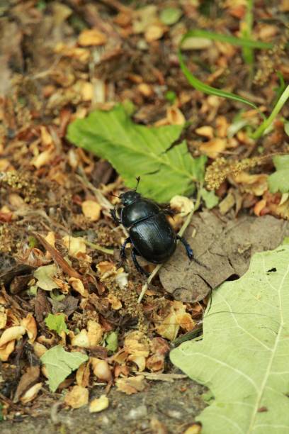 istock Black beetle on the ground in the forest 1439184136