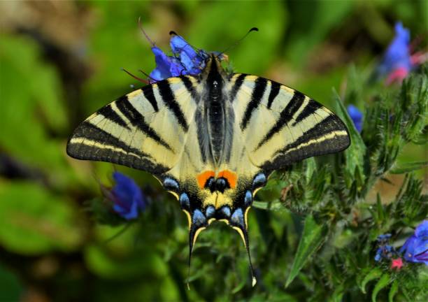 イフィクリデス・ポダリリウス蝶 - scarce swallowtail ストックフォトと画像