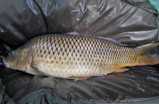 The head of the common carp in close up in the watery pot