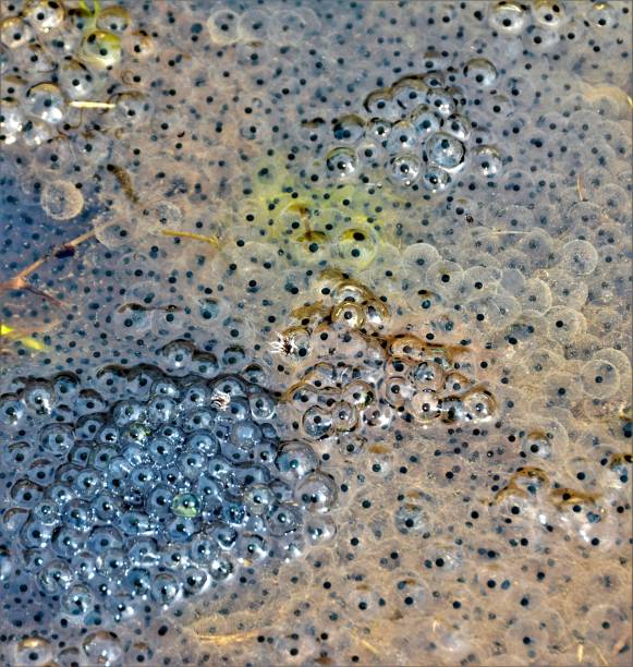 uova di rana in acqua - frogspawn foto e immagini stock