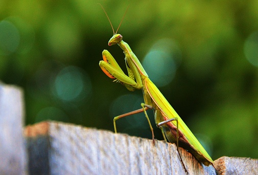 a green Mantis religiosa insect