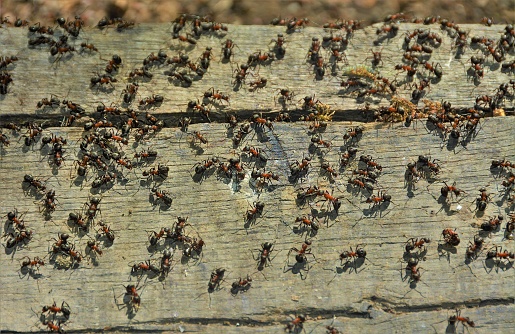 many ants on a board