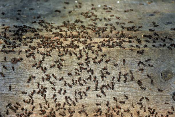 swarm of ants many ants on a board ant colony swarm of insects pest stock pictures, royalty-free photos & images