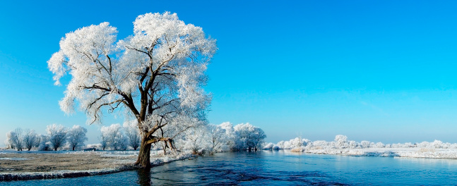 Panorama image of winter landscape at Havel river (Germany, Brandenburg). In front a snowy willow tree. All trees are with frost.