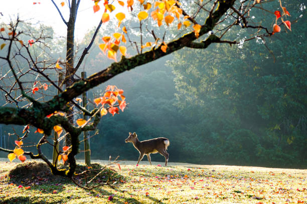 istock Deer in Nara Park have been protected very carefully since ancient times 1439184567