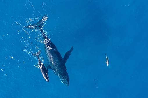 Humpback whales photographed from above with aerial drone off the coast of Kapalua, Hawaii. Mother whale and calf splash in the warm Pacific waters