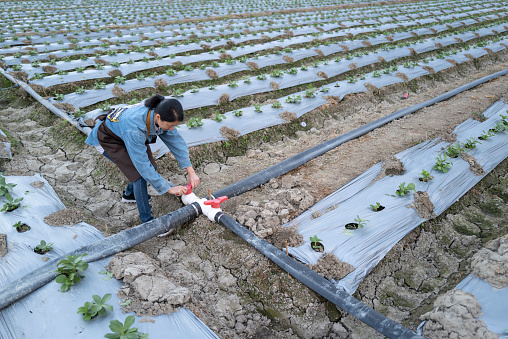 Irrigation of seedlings in modern farm