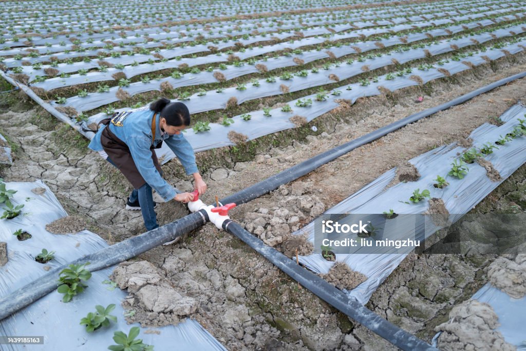 Irrigation of seedlings in modern farm Farmers in Putian city, Fujian province, China check the growth of long bean seedlings in the field and open the gate to irrigate the seedlings Irrigation Equipment Stock Photo