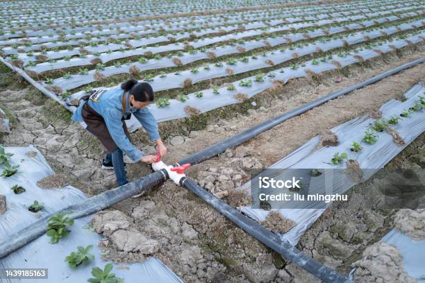 Irrigation Of Seedlings In Modern Farm Stock Photo - Download Image Now - Irrigation Equipment, Agriculture, Drop