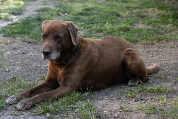 istock Cute brown dog captured on the grass-covered ground during daytime 1439185557