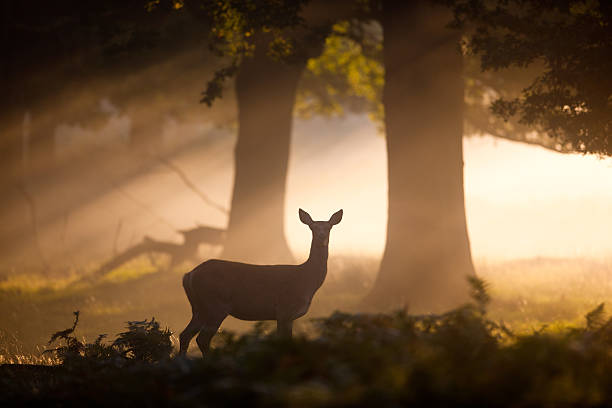 Deer at dawn stock photo