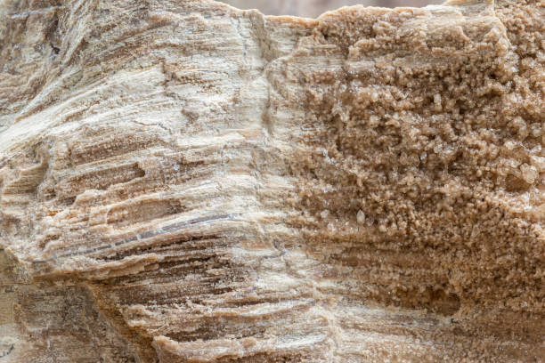 istock Macro of Petrified Wood Trunk Crystals Background 1439186419
