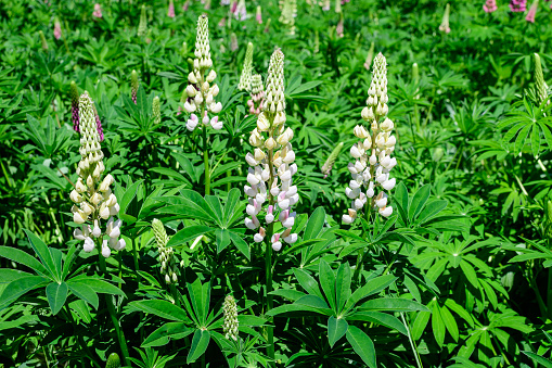 Close up of many white flowers of Lupinus, commonly known as lupin or lupine, in full bloom and green grass in a sunny spring garden, beautiful outdoor floral background photographed with soft focus