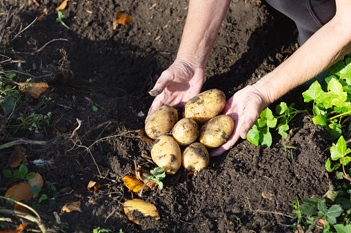 Potato harvest: close up of hands of a senior woman holding potatos which have been just dug out from the ground