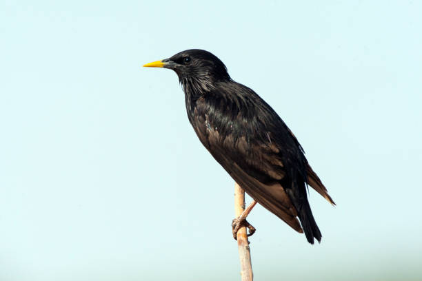 istock Spotless Starling, Sturnus unicolor 1439186937