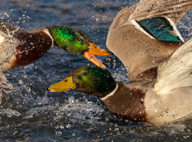 istock Mallard, Anas platyrhynchos 1439187089