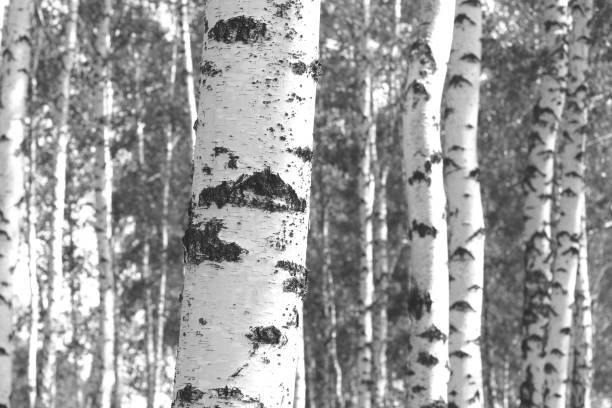 Silver birch bark in Winter