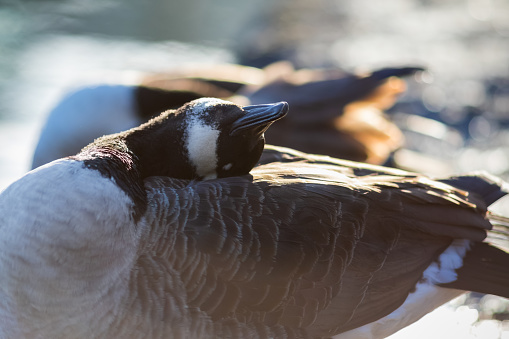 A close up of a Bar Headed Goose on the grass