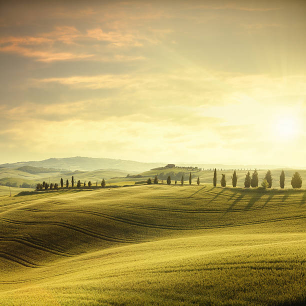 atardecer en toscana - italian cypress tree cypress tree sunlight fotografías e imágenes de stock