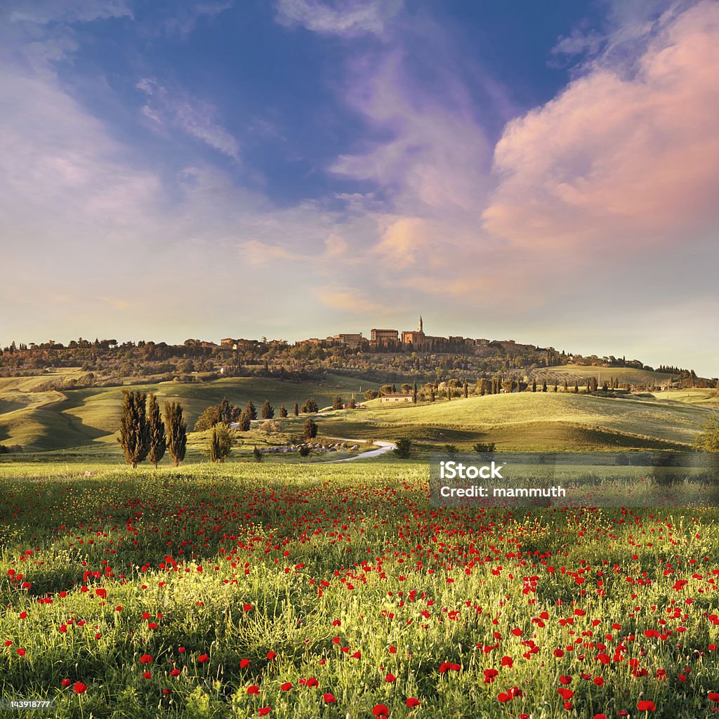 Mak pole w Toskania o zachodzie słońca - Zbiór zdjęć royalty-free (Krajobraz)