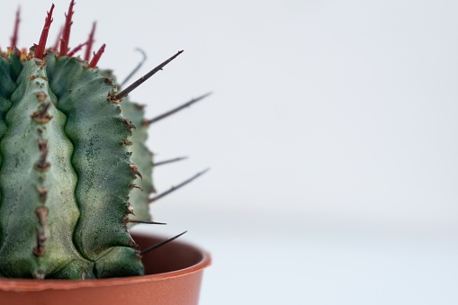 A Closeup of a cactus in a brown flowerbox captured on a white background