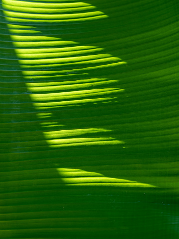 The light and shadow formed by sunlight on banana leaf