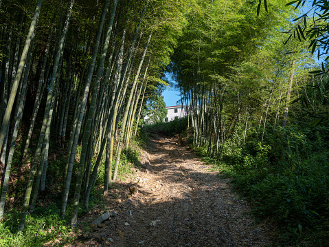 Arashiyama Bamboo Grove (Bamboo Forest) 