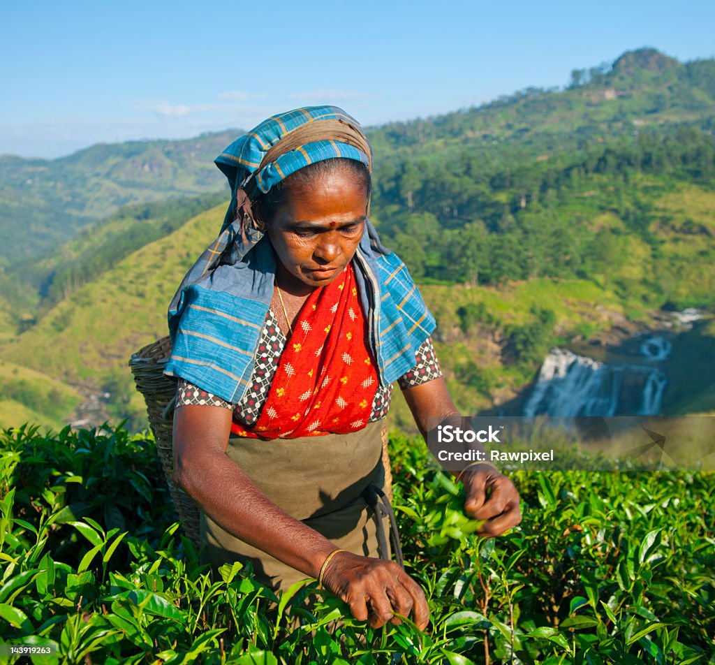 Tea picker in Sri Lanka - Lizenzfrei Agrarbetrieb Stock-Foto