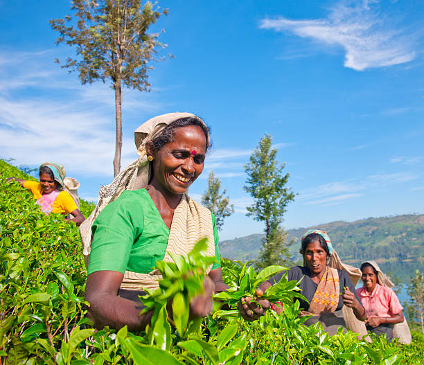 スリランカティー採取人動作 - tea crop picking women agriculture ストックフォトと画像