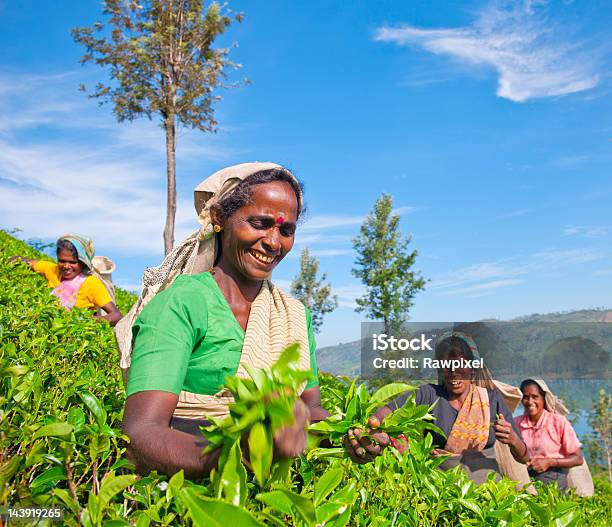 Sri Lanki Pickers Herbaty Pracy - zdjęcia stockowe i więcej obrazów Sri Lanka - Sri Lanka, Suche liście herbaty, Roślina herbaty